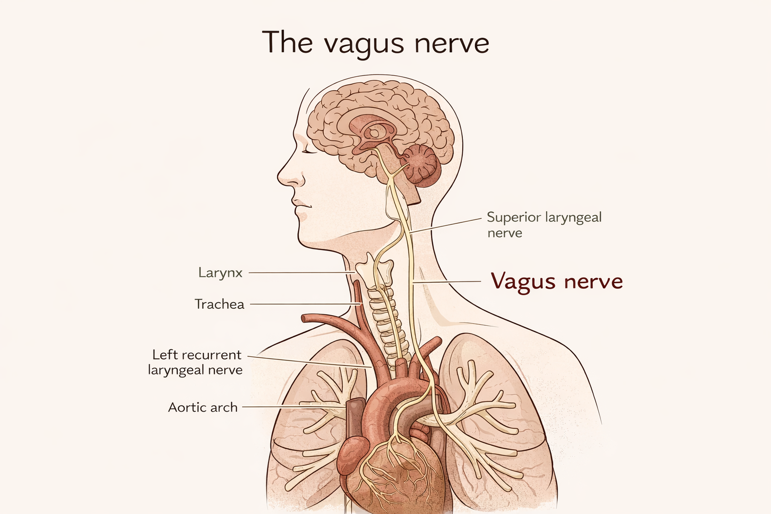 Neuro-Somatic Restoration