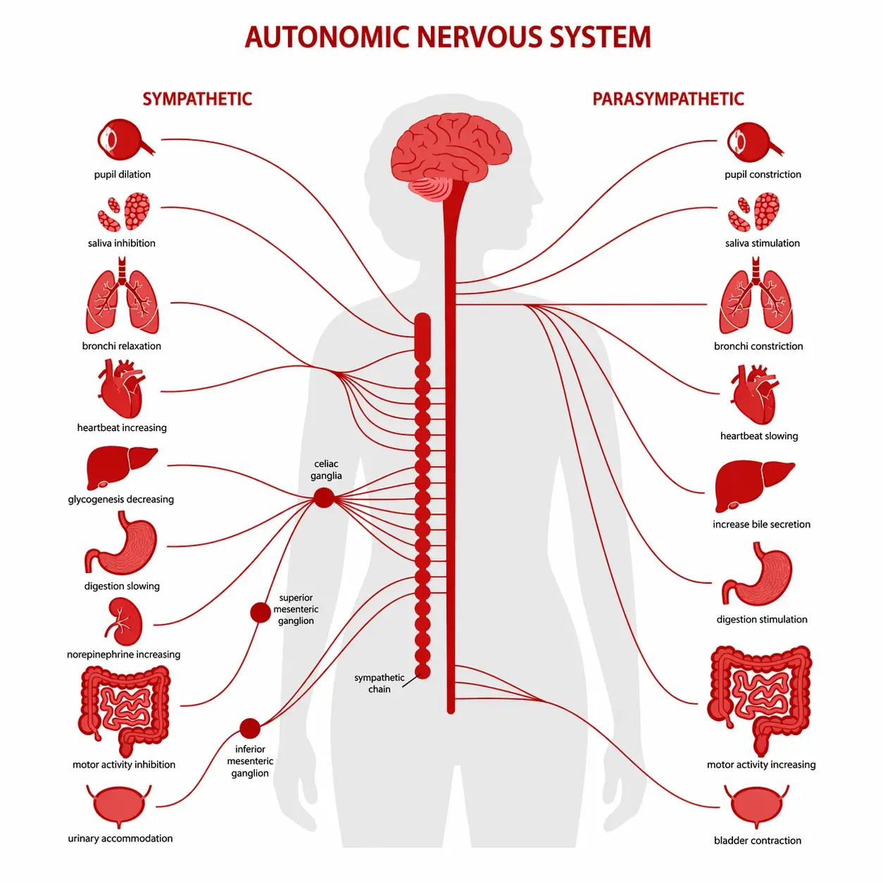 understanding anatomic nervous system